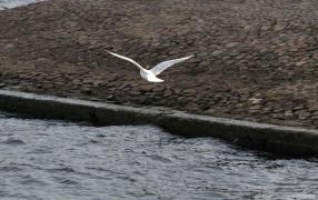 DSC_0503.JPG