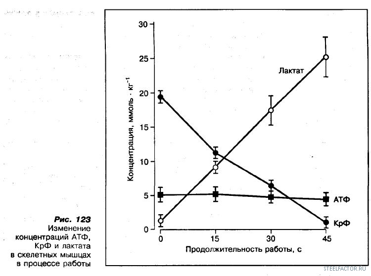 Лактат после нагрузки. Калибровочный график. Концентрация лактата. Концентрация лактата в крови. Лактат в мышцах.
