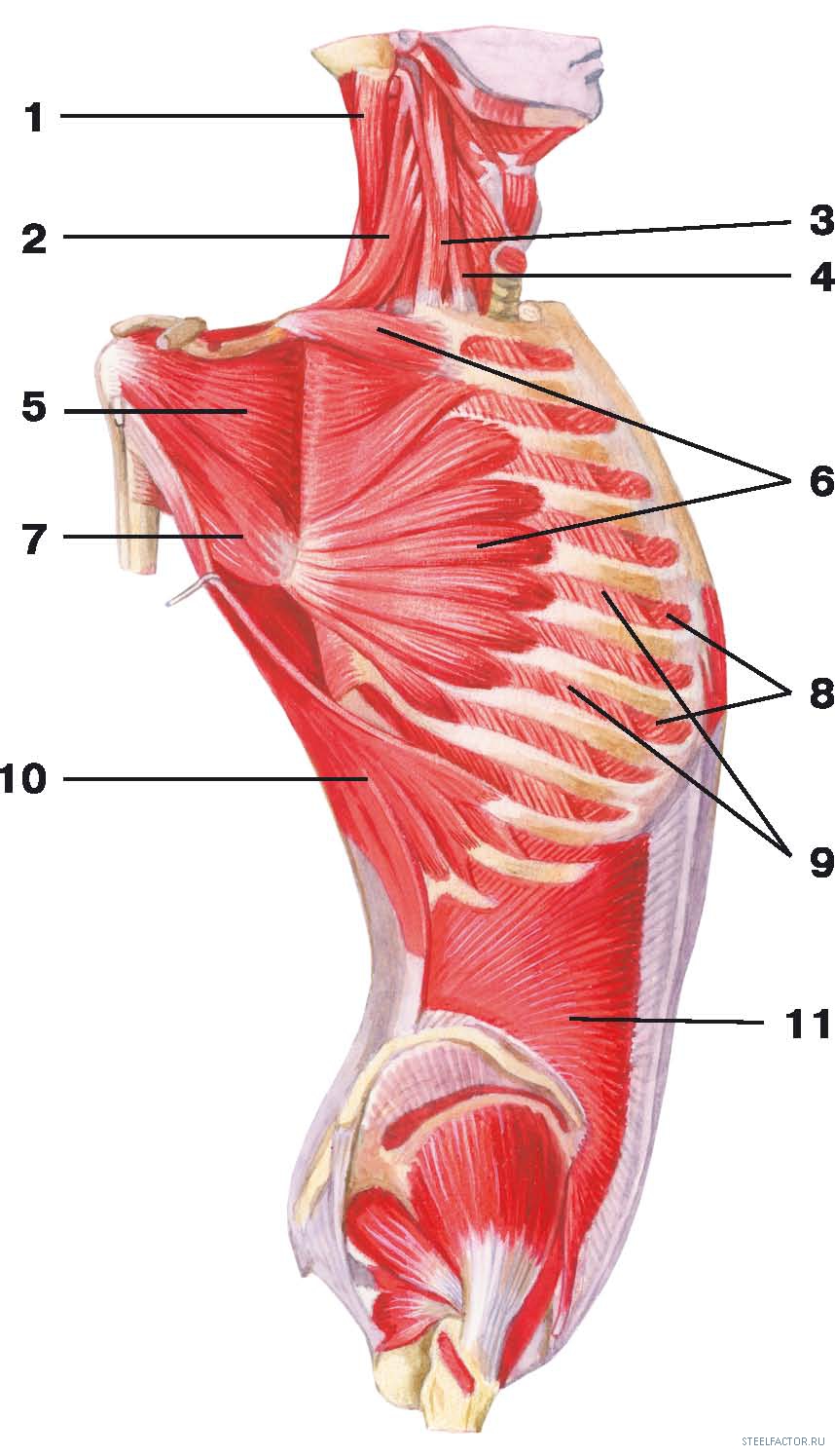 Мышцы грудной клетки. Поверхностные мышцы грудной клетки анатомия. Грудина мышцы анатомия. Реберные мышцы анатомия. Глубокие мышцы грудины анатомия.
