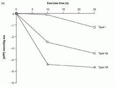 The muscle ATP concentration.gif