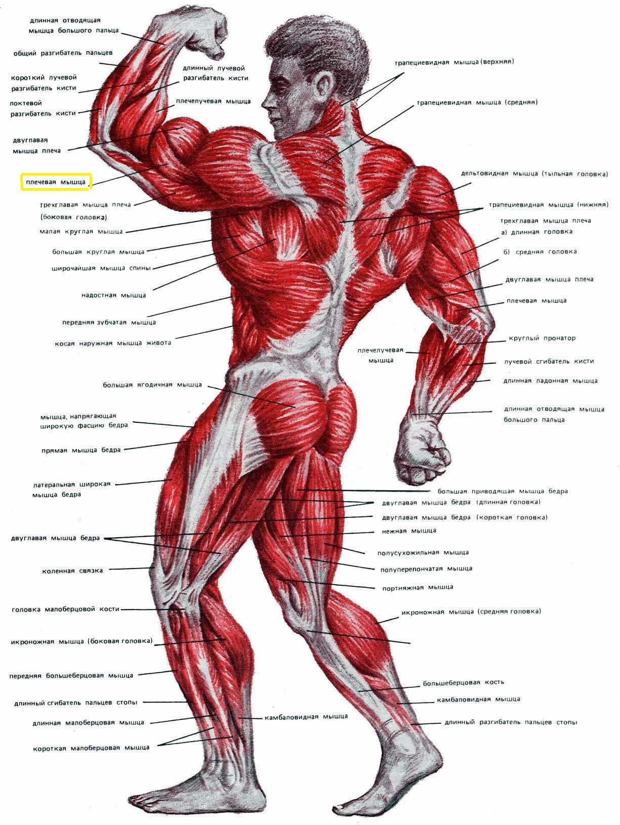 Крупнейшие мышцы тела. Строение человека мышцы анатомия. Анатомия мышечной структуры человека. Строение мышц человека схема. Мышечное строение человека с названиями мышц.