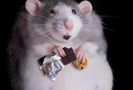 obesity-and-overeating-shutterstock_63438040-617x416.jpg