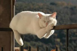 1405471404_large.jpeg