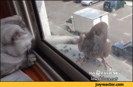 gif-cats-pigeon-2259293.gif