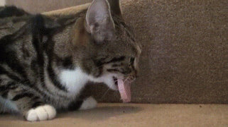 котэ-гифка-живность-3216337.gif