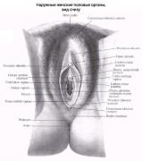 блуждающая вагина.jpg