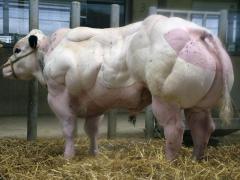 201303092028268099_yapfiles.ru.jpg