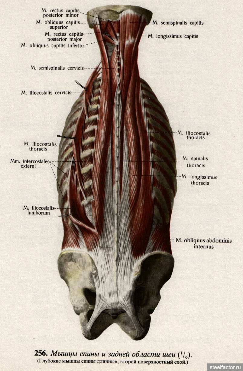 Длиннейшая мышца. Мышцы спины атлас Синельникова. Глубокие мышцы спины анатомия. Длиннейшая мышца спины анатомия. Подвздошно-реберная, длиннейшая и остистая мышцы спины.