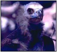 vulture13.JPG