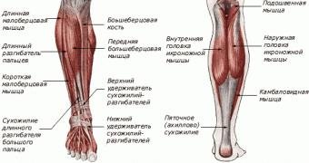anatomiya-goleney.gif