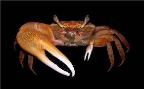 manyashii-crab10.jpg