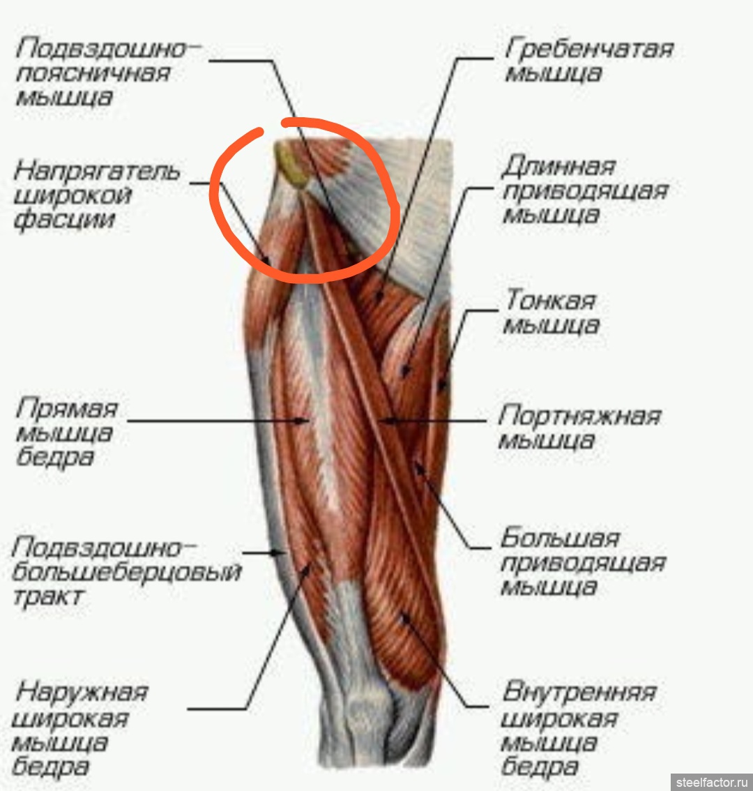 Анатомия мышц бедра человека передняя группа