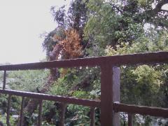 IMG_20190722_065203.jpg