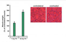 Plantaris_hypertrophy_7_days_28_days_chronic_overload.jpg