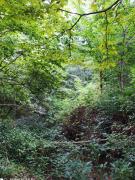 IMG_20200731_182745.jpg