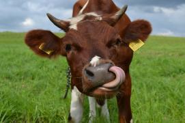Cow_picking_its_nose_with_its_tongue_thread_8986384.jpg