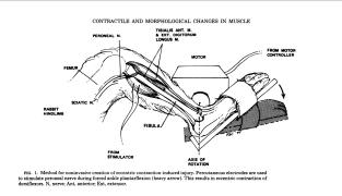 Lieber 1988_eccentric_damage_by_functional_rigor.jpg