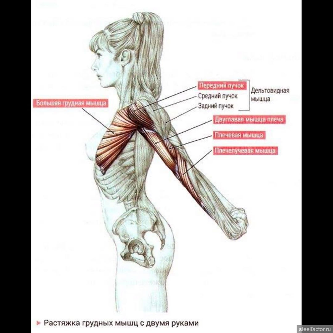 упражнения на мышцы груди у женщин фото 66