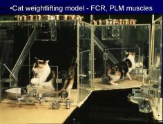 Gonyea 1977 - Hyperplasia-pics-2_Page_1.jpg