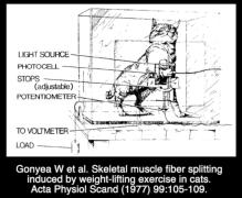 Gonyea 1977 - Hyperplasia-pics-1_01.jpg
