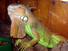 IMG_0480_copy.jpg