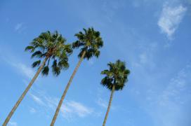 Пальмы.JPG