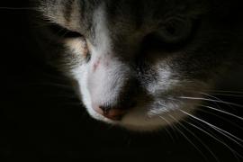 2781886_large.jpeg