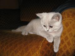 IMG_0337.jpg