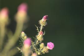 DPP_03482.JPG