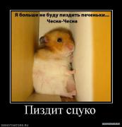 41265_pizdit_stsuko.jpg