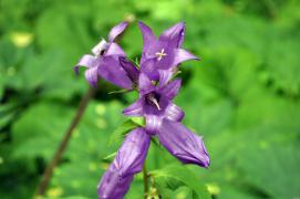 DSC_0704i.jpg