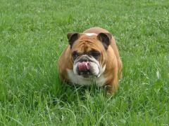 DSC02082.JPG