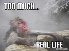 Too_Much___Real_Life.jpg