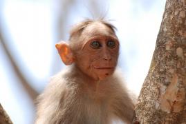 Bonnet_Macaque.jpg