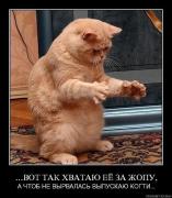 4465419_kote.jpg
