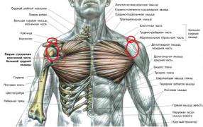 Анатомия-грудных-мышц.jpg