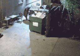 bears-like-man-026.gif