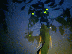289430_740985.jpg.gif