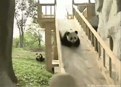 bears-like-man-015.gif