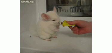 gif-17082014-002.gif