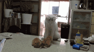 288236_732486.jpg.gif