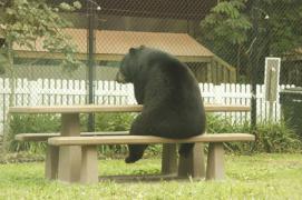 bears-like-man-011.jpg