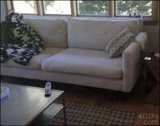 288236_732478.jpg.gif