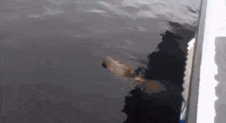 289741_743069.jpg.gif
