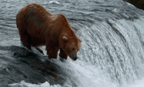 gif-15082014-006.gif