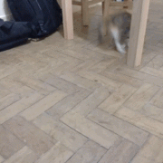 1408819356_289616_742523.jpg.gif