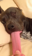 gif-15082014-009.gif
