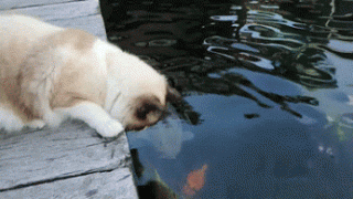 288099_730838.jpg.gif