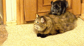 288396_733813.jpg.gif