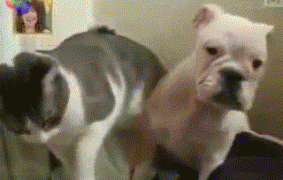 288396_733814.jpg.gif
